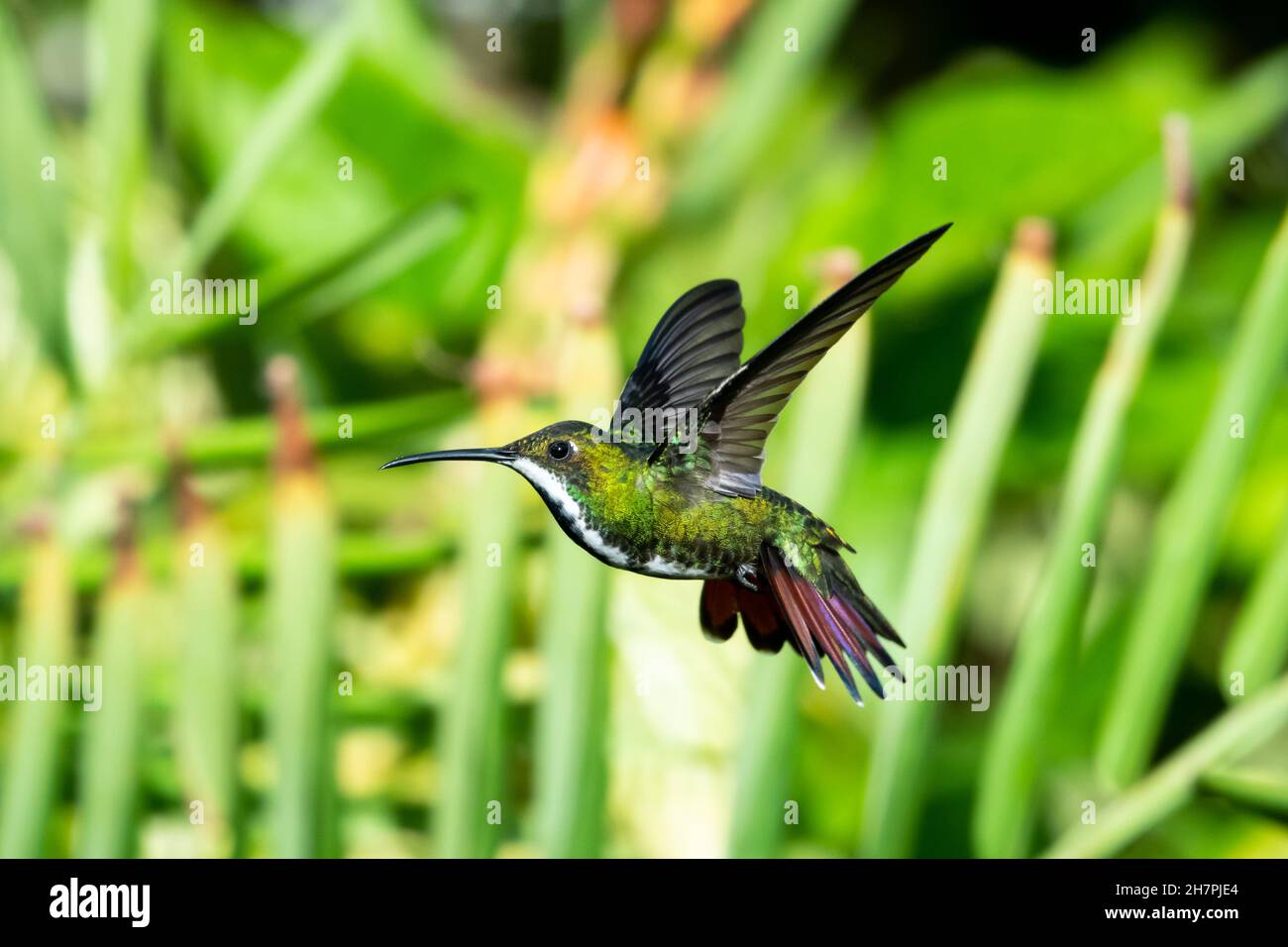 Glittering Black-throated Mango hummingbird, Anthracothorax nigricollis, hovering in a unique position surrounded by green plants. Stock Photo