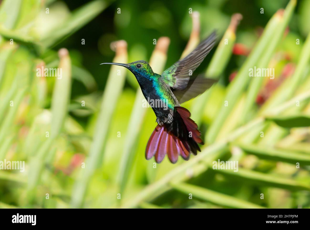 Glittering Black-throated Mango hummingbird, Anthracothorax nigricollis, hovering in a unique position surrounded by green plants. Stock Photo