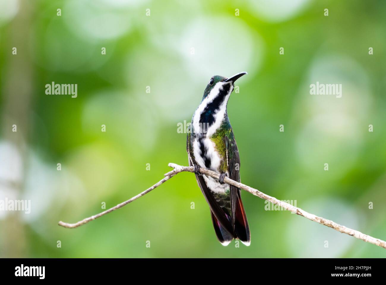 Pretty Black-throated Mango hummingbird, Anthracothorax nigricollis, perched on a branch with a green bokeh background. Stock Photo