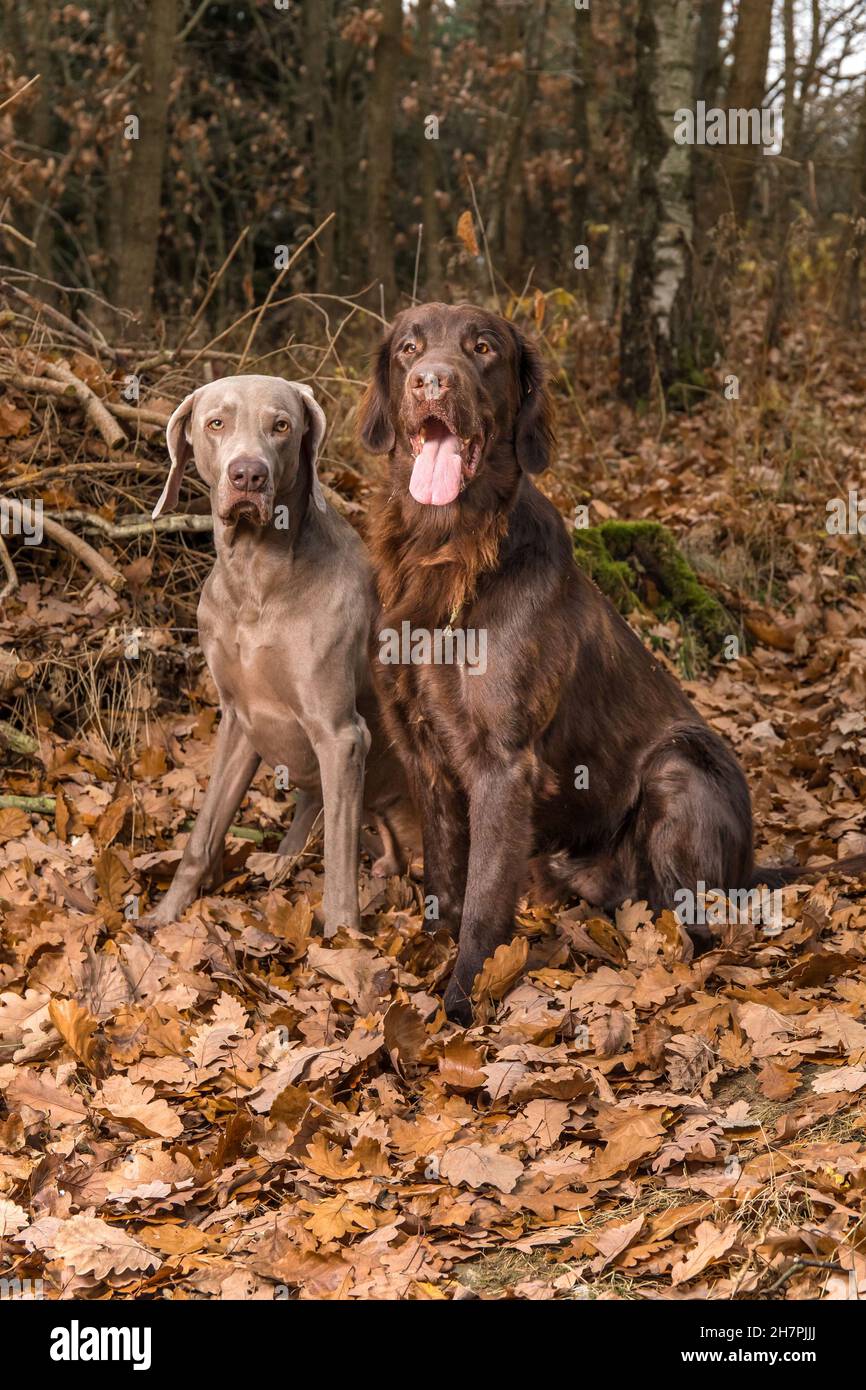 Weimaraner and Brown flat coated retriever in the autumn forest. Happy dogs. Hunting dogs. Hunting dogs sitting in the woods. Autumn hunting. Stock Photo