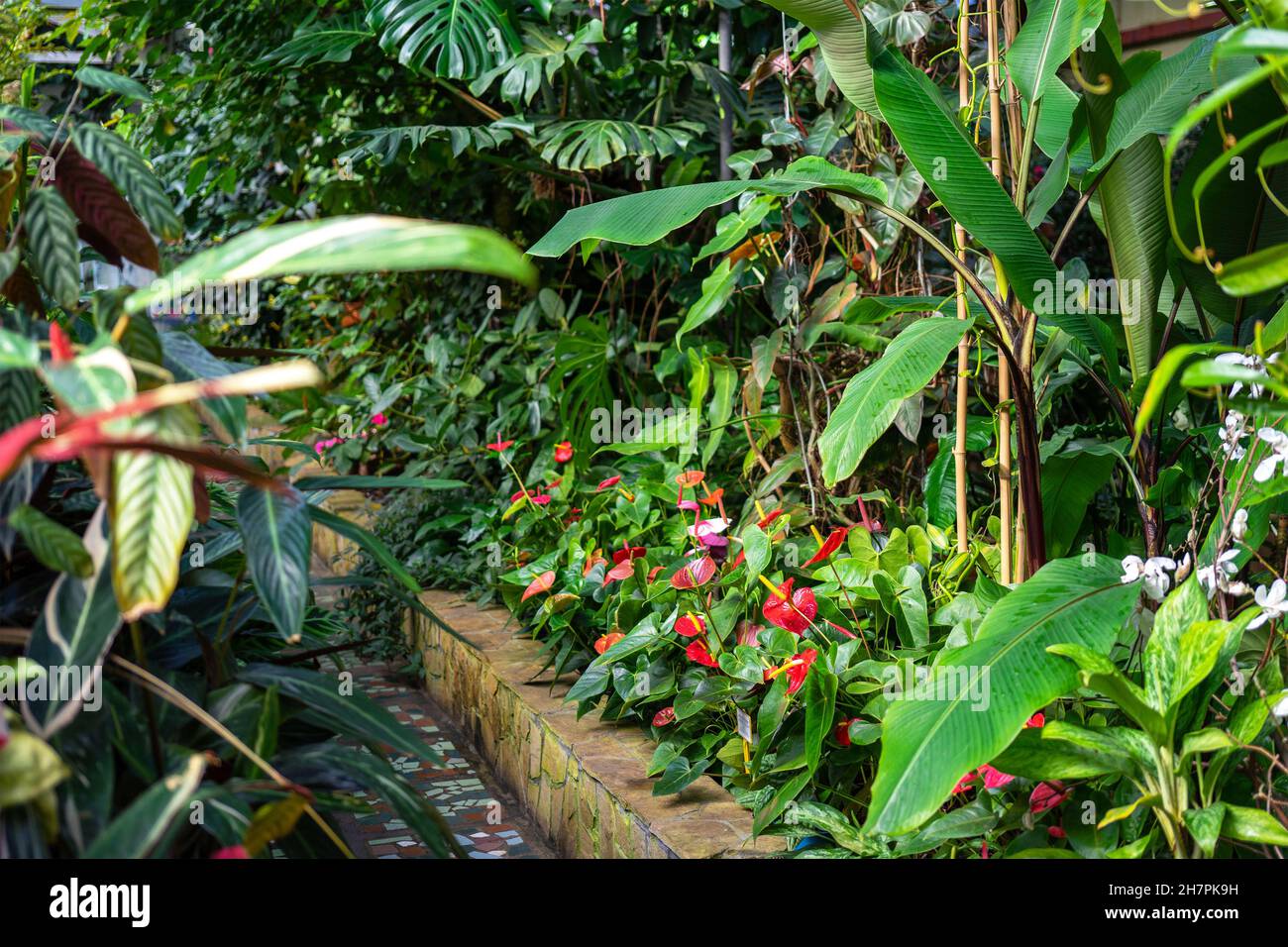Red anthurium, banana plants, monstera and other indoor flower in a botanical garden or greenhouse. Large-leaved plants. The concept of growing indoor Stock Photo