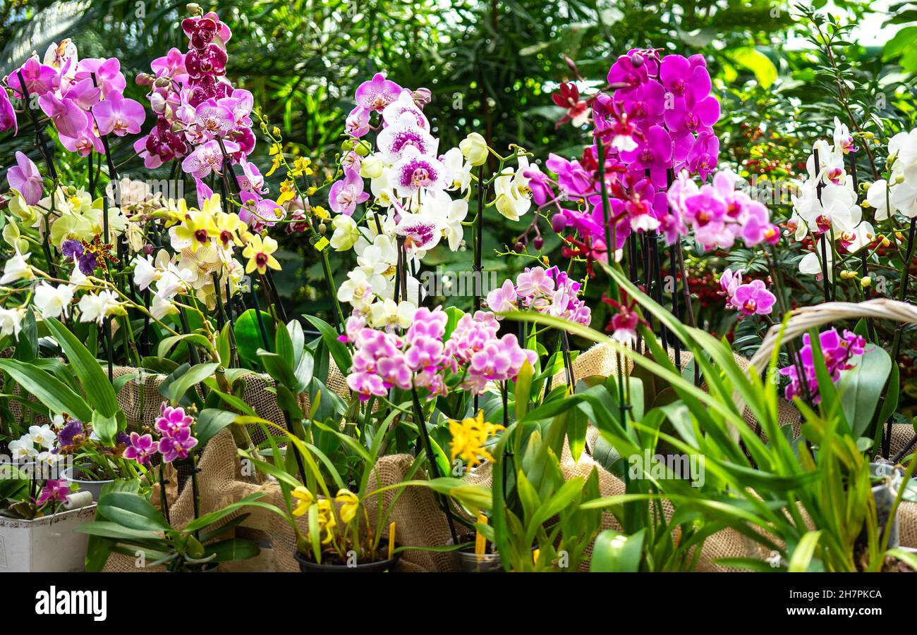 Different types of lilac, white and yellow orchids in flower pots in a greenhouse. The concept of growing exotic plants. Stock Photo