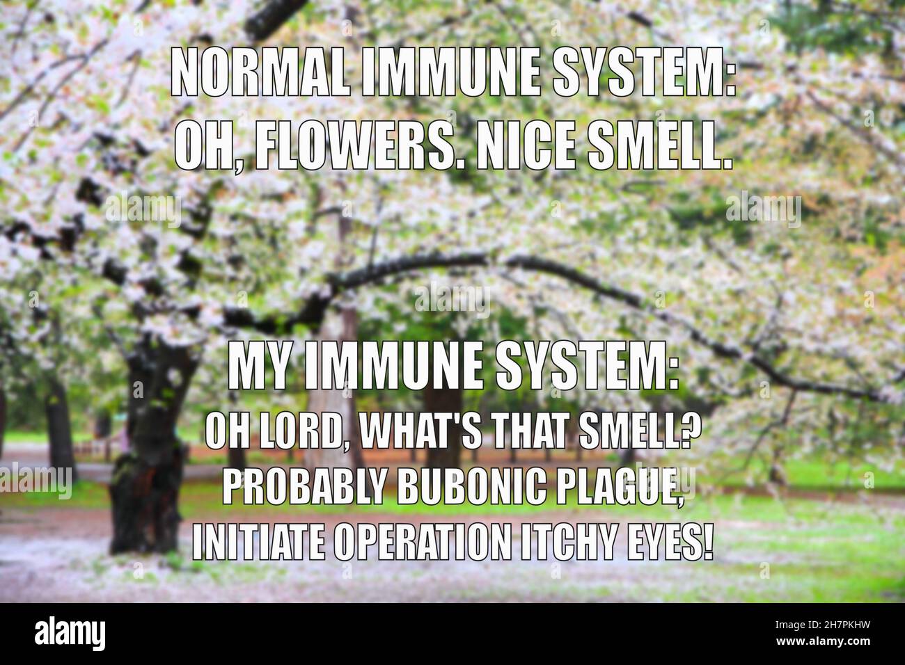 Allergy funny meme for social media sharing. Spring season allergic hay