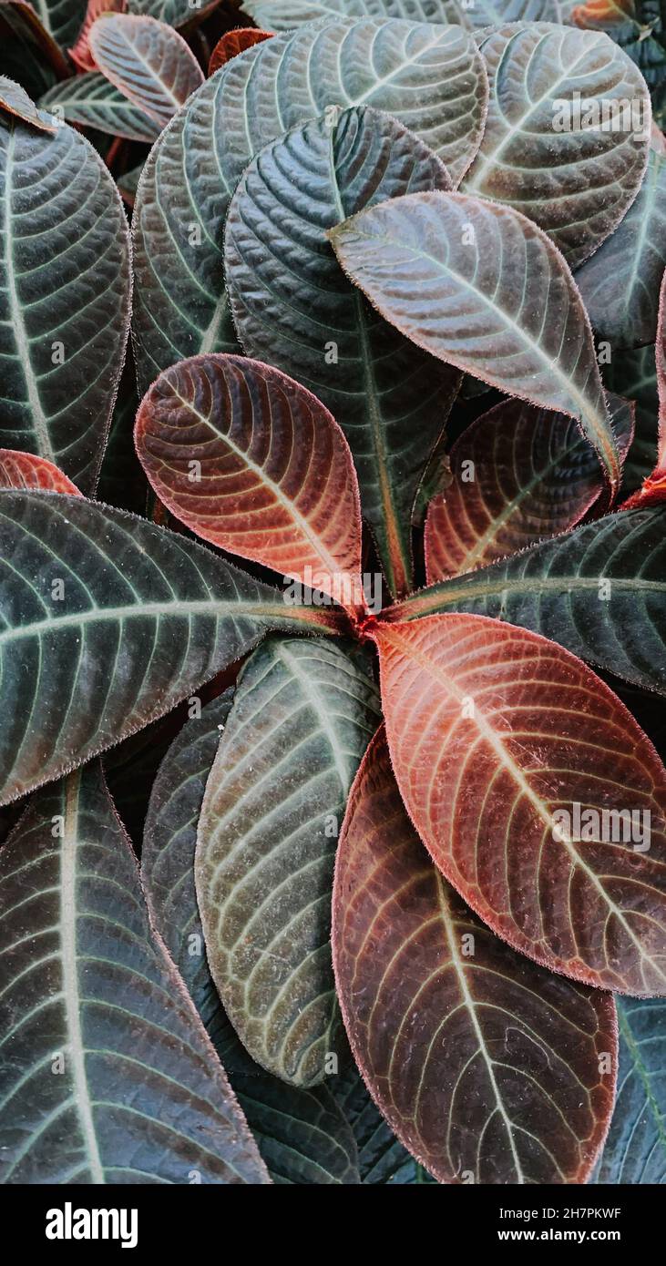 Vertical shot of Hoffmannia plant leaves Stock Photo