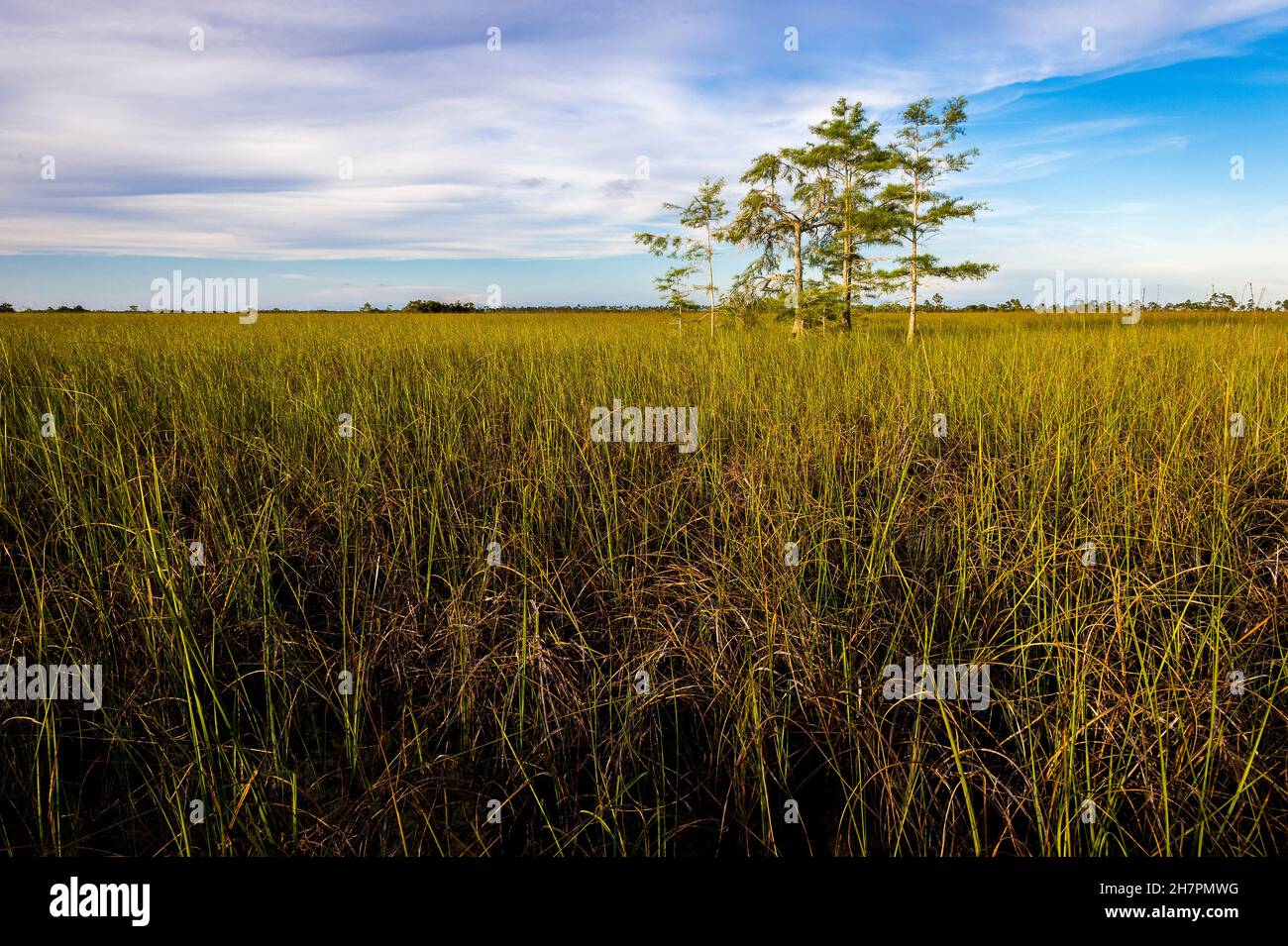 Landscape of a green field with a few trees under a cloudy sky Stock ...