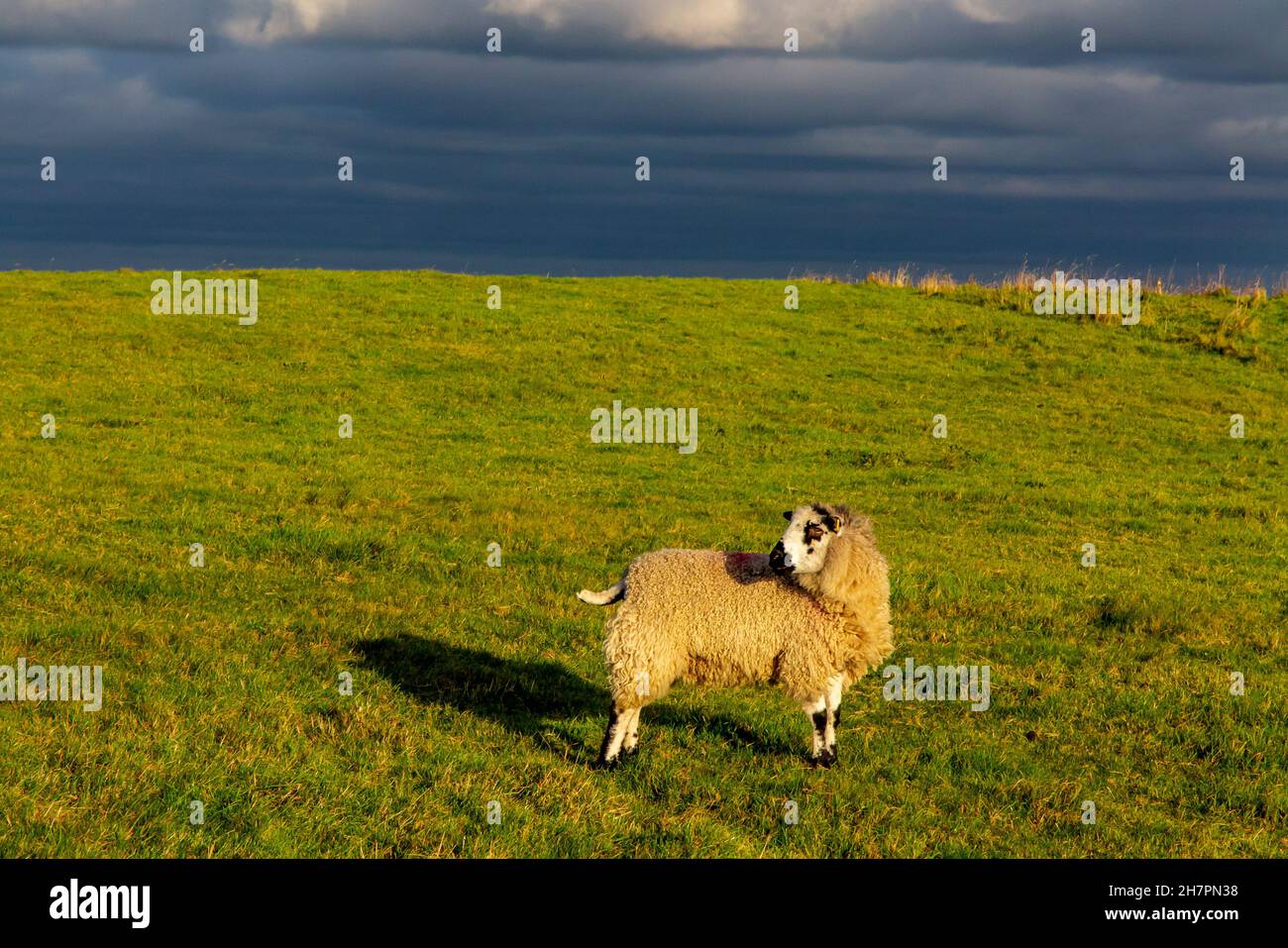 Sheep grazing on Middleton Moor near Wirksworth close to the High Peak Trail in the Derbyshire Dales Peak District England UK Stock Photo