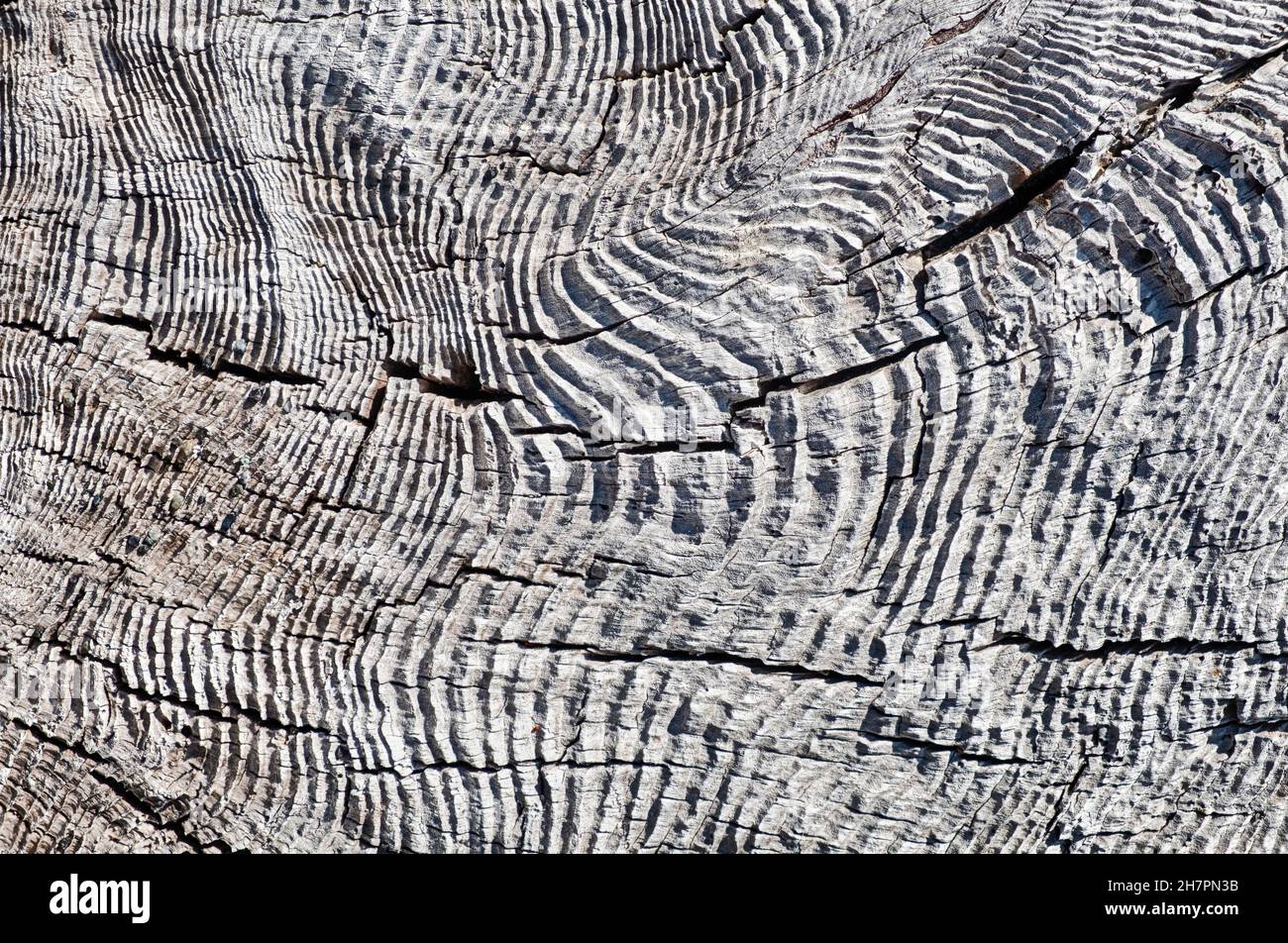 A wave pattern is formed from unusual ring lines on a driftwood stump. Stock Photo