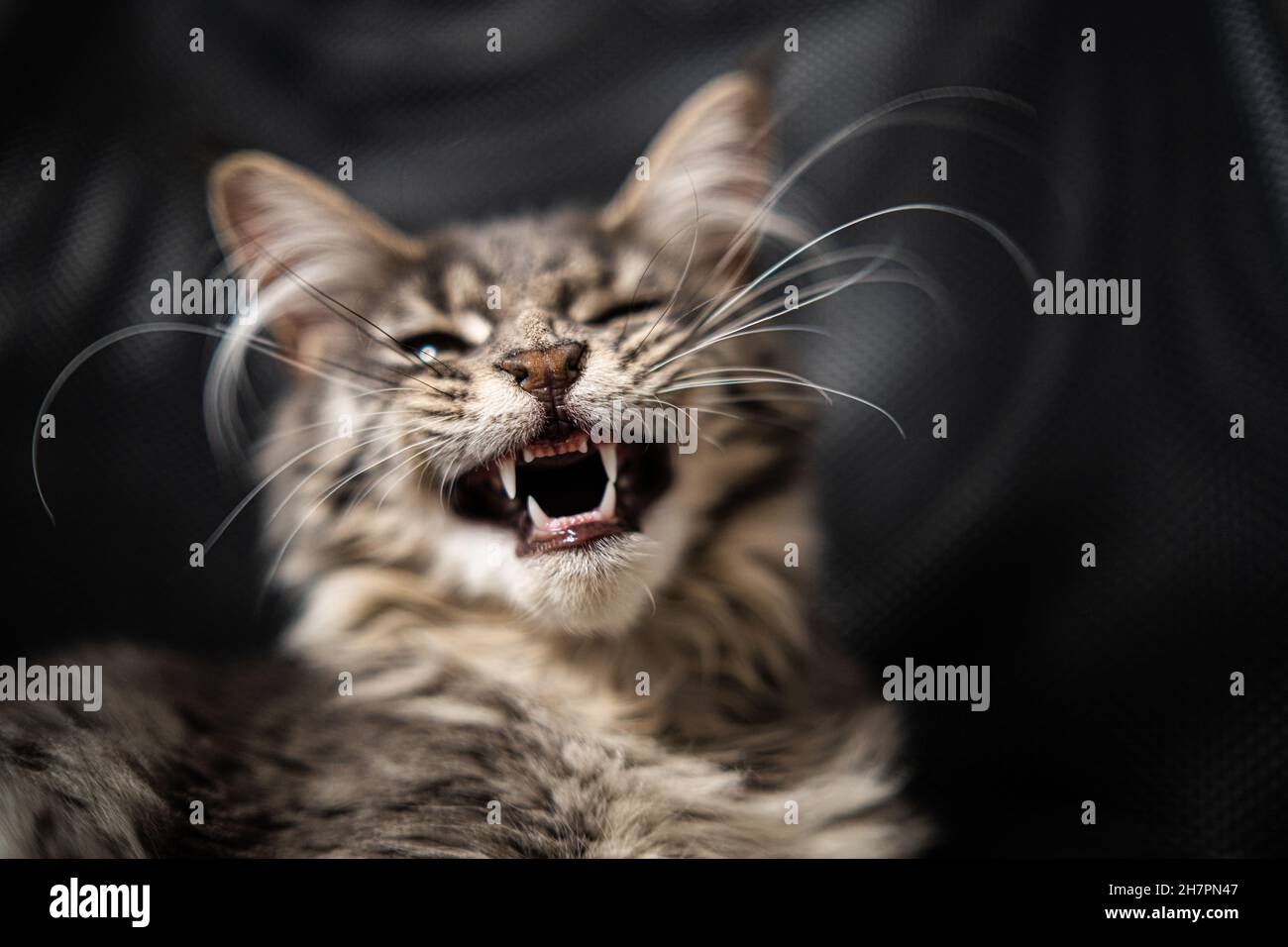 Cat yawning with mouth wide open and shows fangs. Stock Photo