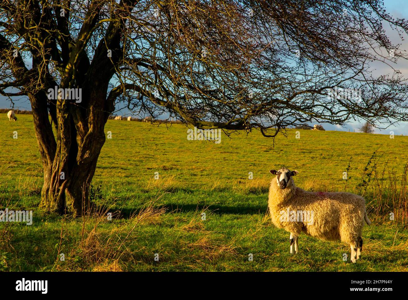Sheep grazing on Middleton Moor near Wirksworth close to the High Peak Trail in the Derbyshire Dales Peak District England UK Stock Photo