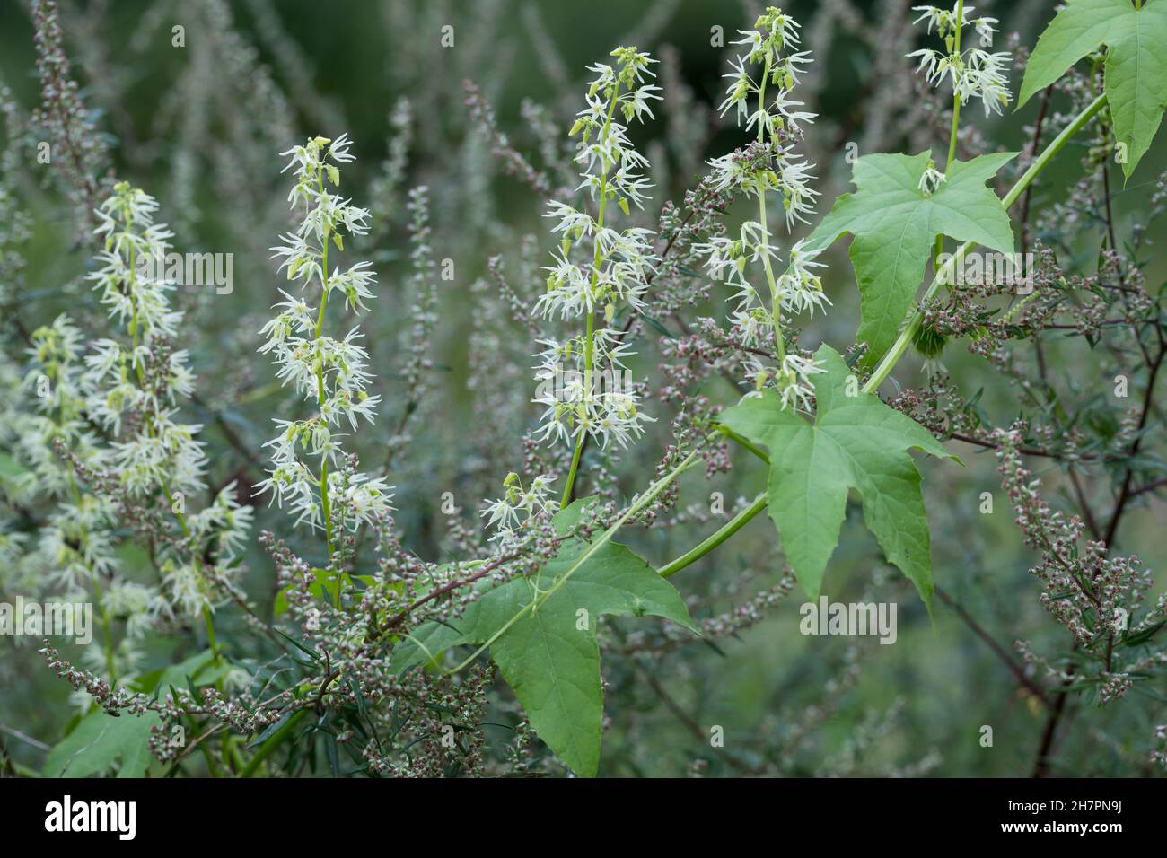 Stachelgurke, Gelappte Stachelgurke, Igelgurke, Echinocystis lobata, wild cucumber, prickly cucumber, bur cucumber Stock Photo