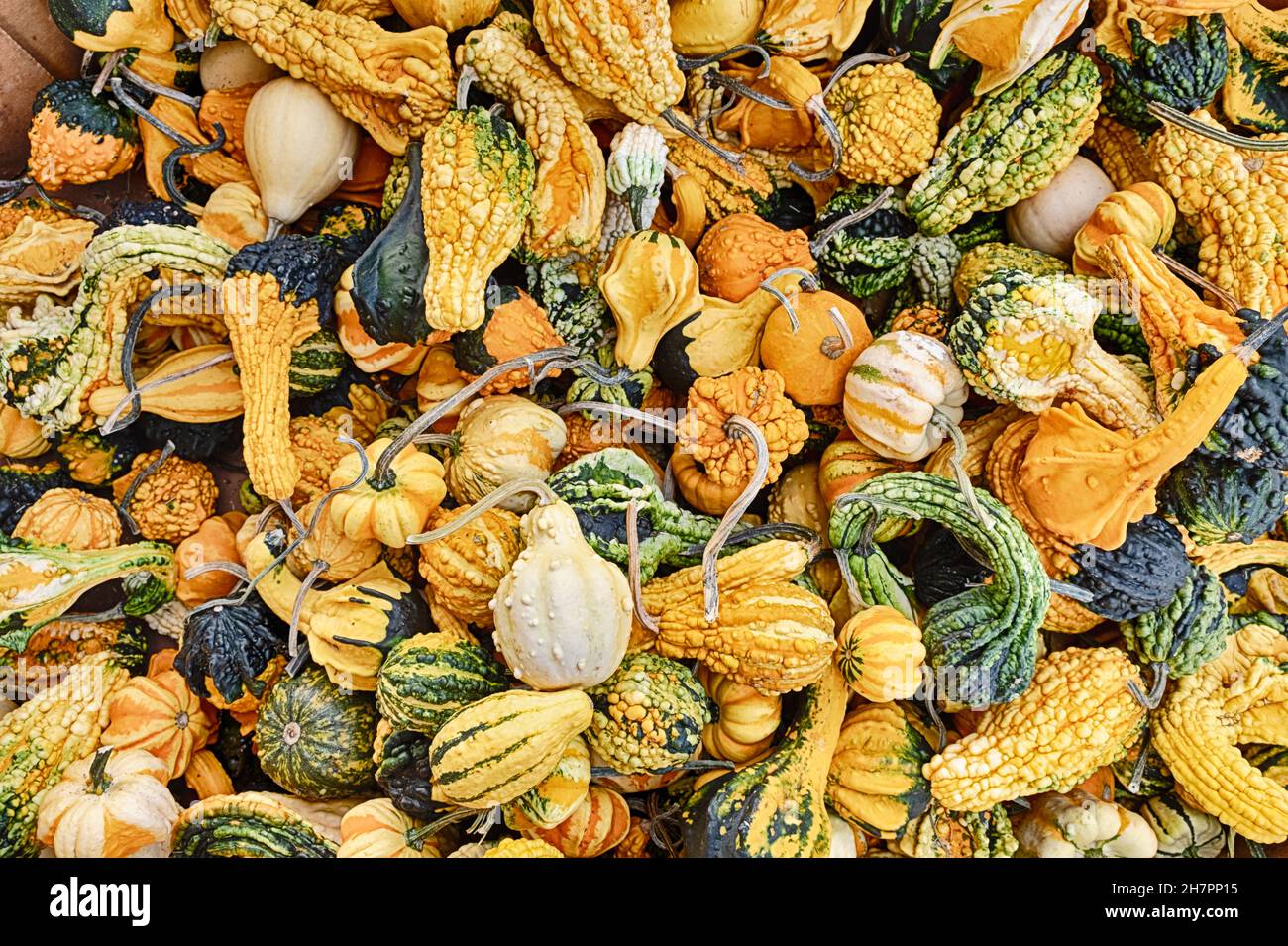 A heap of yellow, orange and green squash are piled high at the Eastern