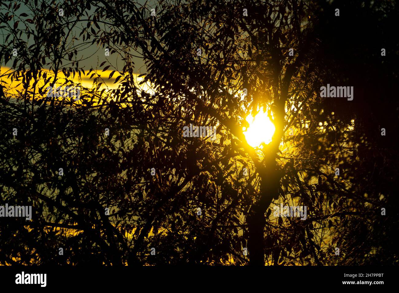 Colorful sunset with the sun half hidden behind the branches and leaves of the trees in Madrid, Spain. Europe. Photography. Stock Photo