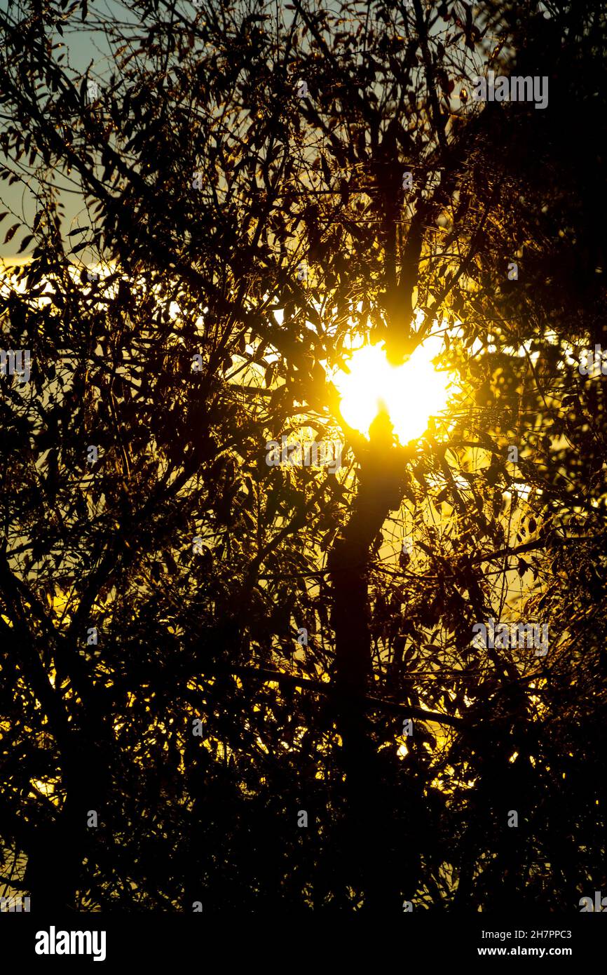 Colorful sunset with the sun half hidden behind the branches and leaves of the trees in Madrid, Spain. Europe. Photography. Stock Photo