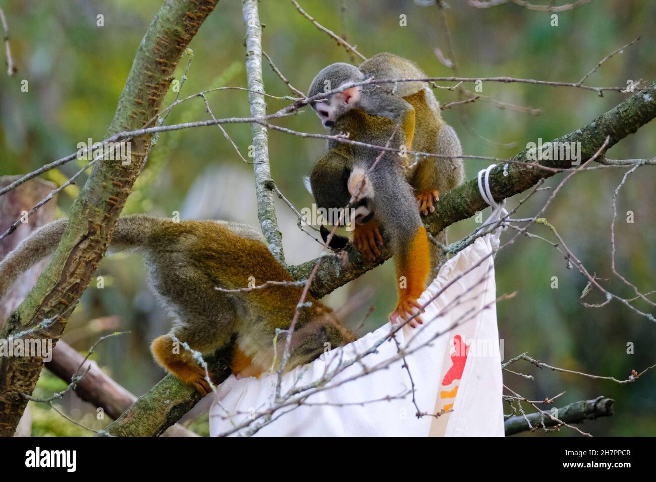 Breeding programs hi-res stock photography and images - Alamy