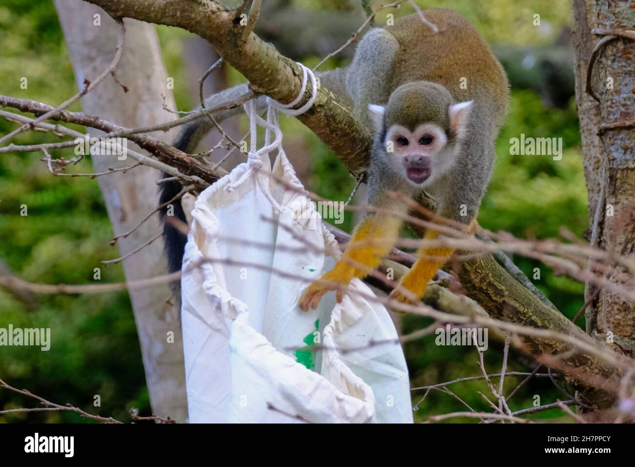 Bristol Zoo, Bristol, UK. 24th Nov, 2021. Early Christmas at Bristol Zoo. Squirrel Monkeys get a seasonal treat as they explore their Christmas stockings. The Zoo supports many rare animal breeding programs, Bristol Zoo, Bristol, UK. 24th Nov, 2021. Early Christmas at Bristol Zoo. Squirrel Monkeys get a seasonal treat as they explore their Christmas stockings. The Zoo supports many rare animal breeding programs,