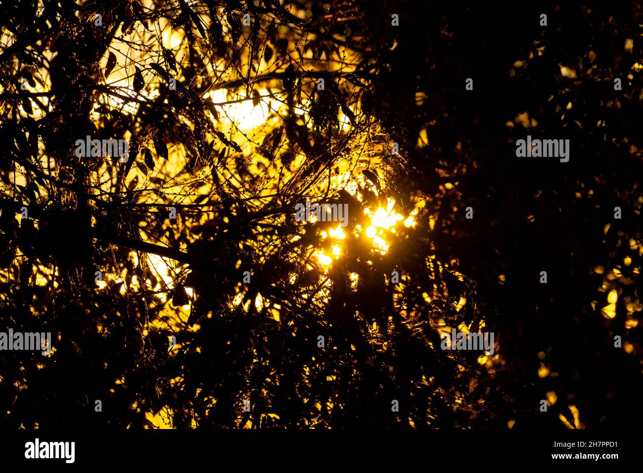 Colorful sunset with the sun half hidden behind the branches and leaves of the trees in Madrid, Spain. Europe. Photography. Stock Photo