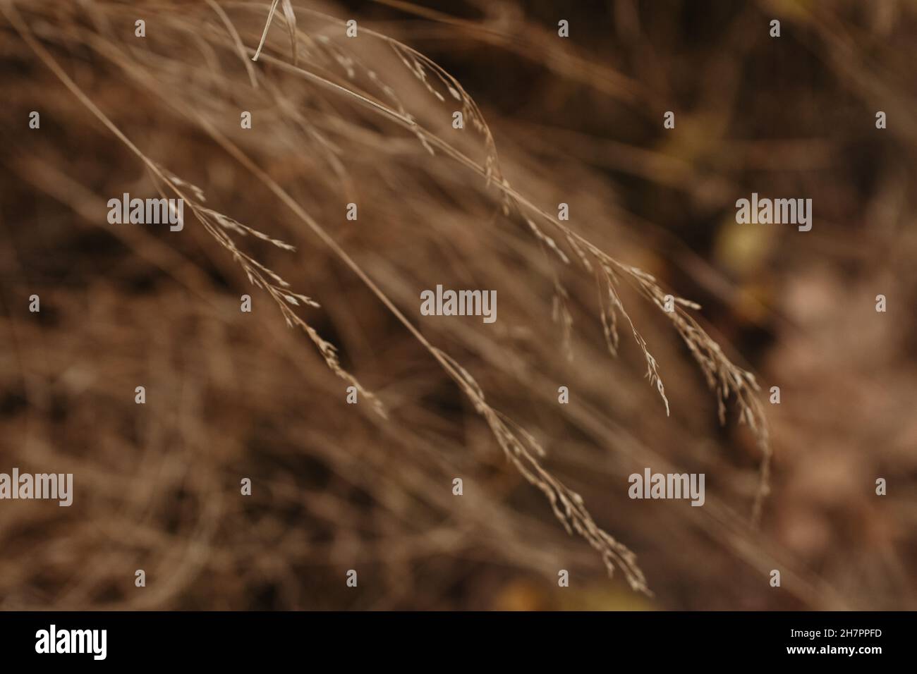 Selective color closeup shot hi-res stock photography and images - Alamy