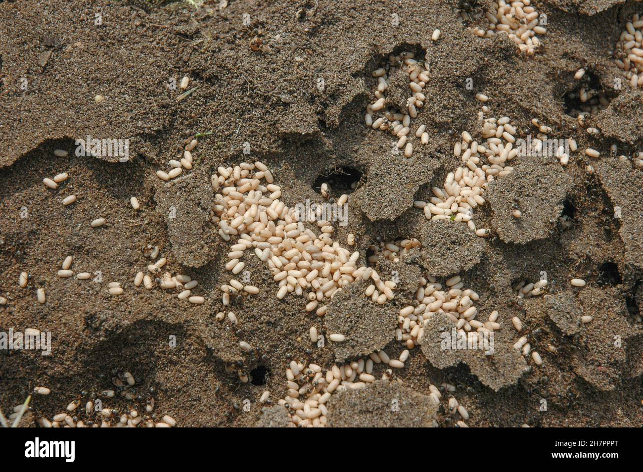 Detail of an ant nest with eggs Stock Photo