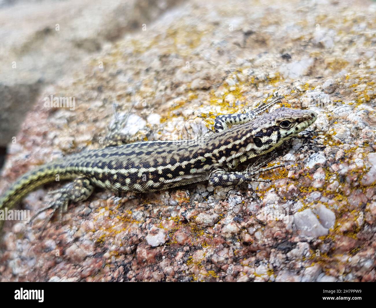 Italian wall lizard sitting on a stone Stock Photo