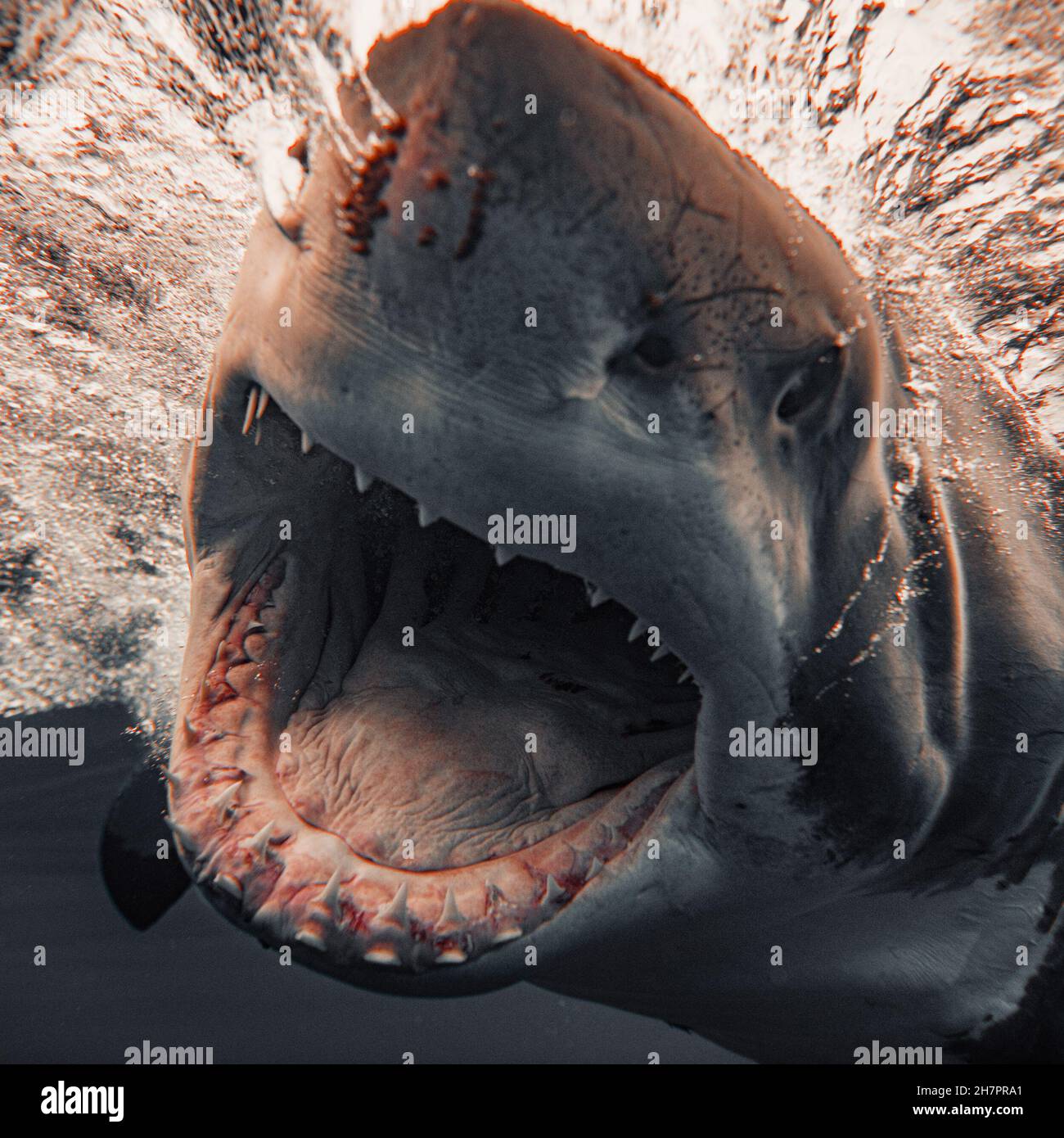 A great white shark shows off its fearsome teeth. GUADALUPE ISLAND, MEXICO: A THRILLING photograph has captured a 2,000-pound great white as it charge Stock Photo