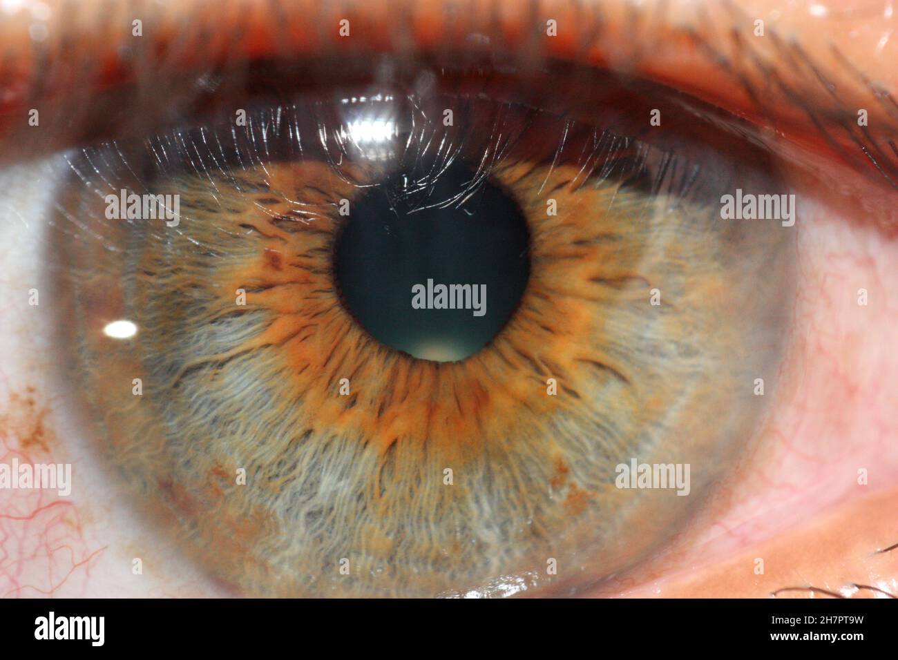 Macro shot of a human eye with brown and gray colors Stock Photo - Alamy