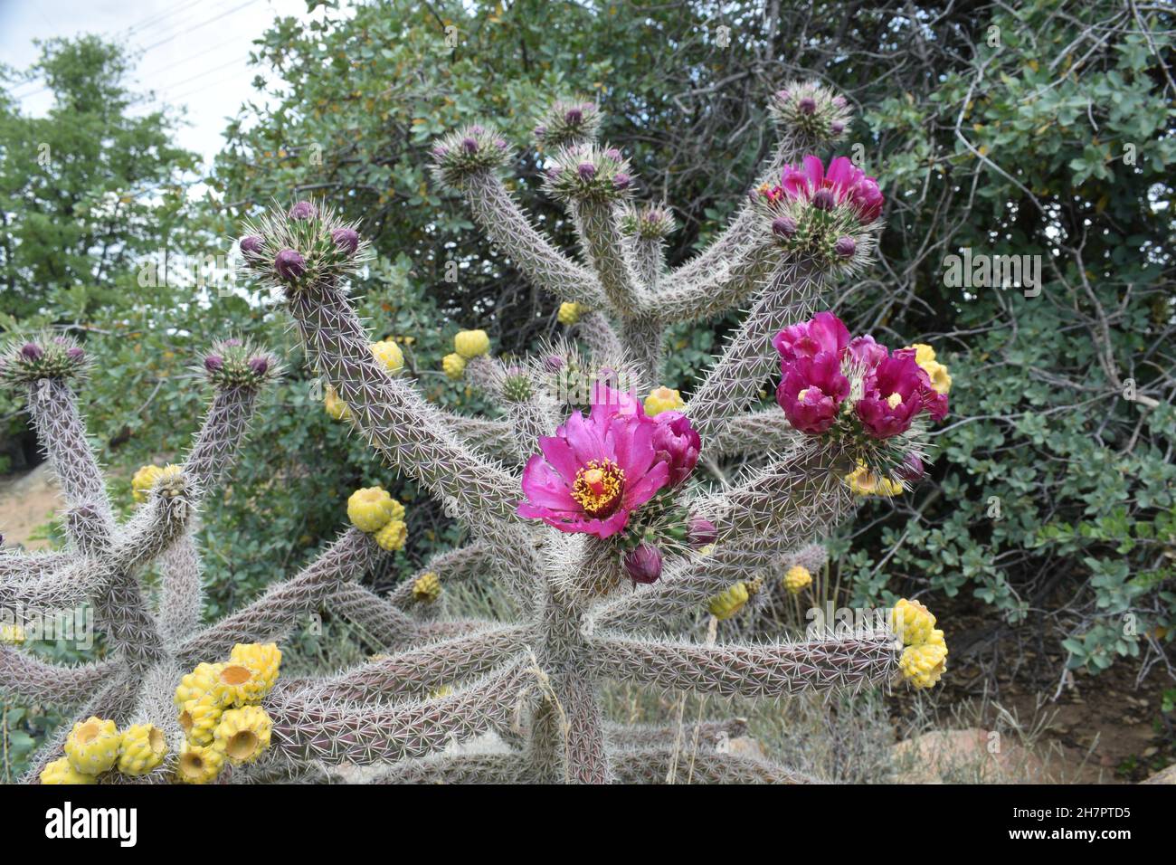 Dangerous and beautiful cholla cactus Stock Photo - Alamy