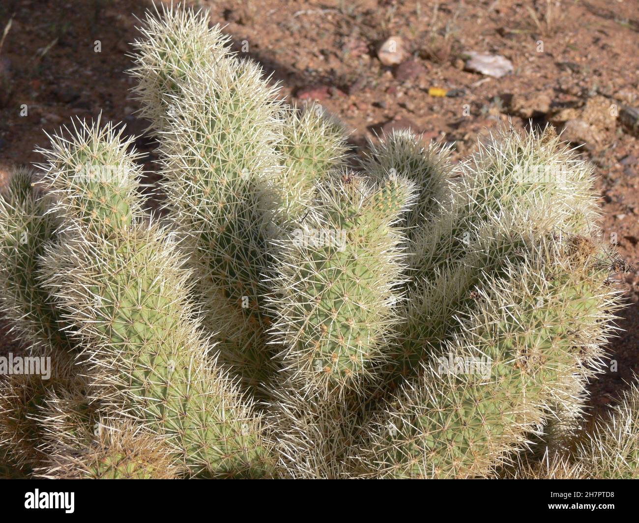 The Teddy Bear Cholla Cactus has sharp spines all over. Stock Photo