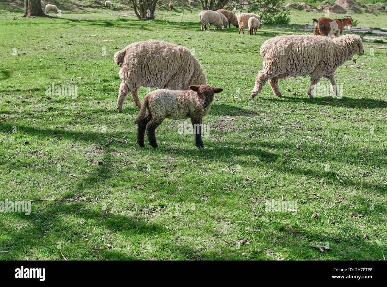 Herd of sheep on green pasture Stock Photo - Alamy