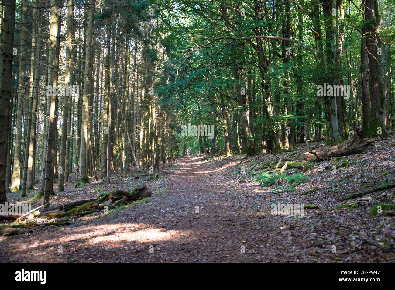 Herbst Spaziergang durch Wald und Feld Stock Photo