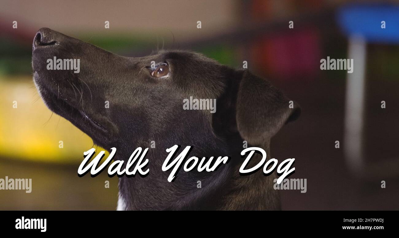 Digital composite image of walk your dog text on black dog looking up Stock Photo
