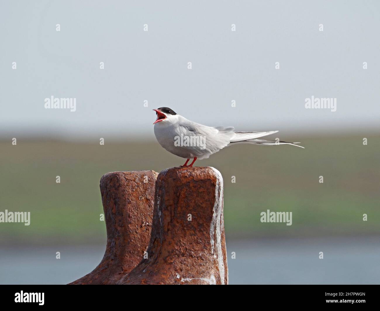 female Arctic Tern (Sterna paradisaea) calling for mate to bring food from fishing expedition as part of bonding ritual - Rousay, Orkney, Scotland, UK Stock Photo