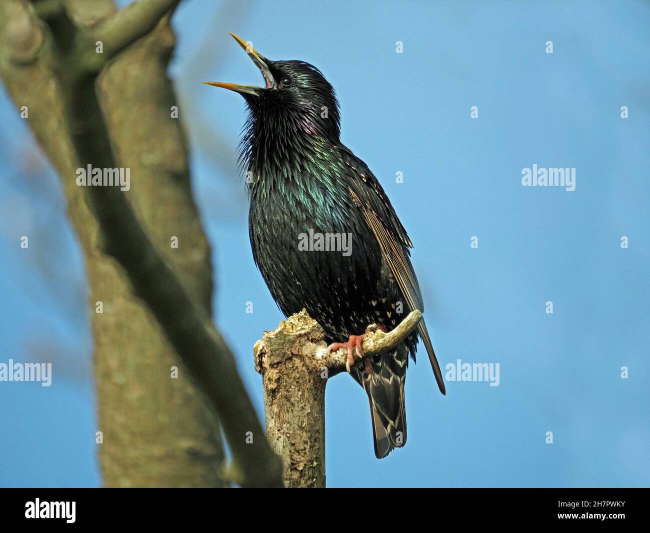 iridescent breeding plumage of European or Common Starling (Sturnus vulgaris) singing loudly on bare branch - Mainland, Orkney, Scotland, UK Stock Photo
