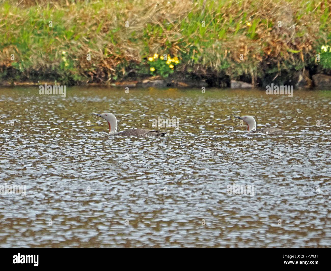 Red-throated Diver (Gavia stellata) swimming on inland loch in Summer on the island of Rousay, Orkney, Scotland, UK Stock Photo