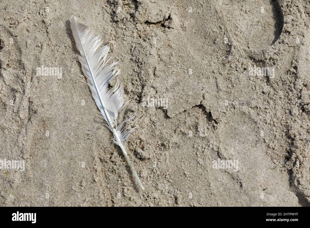 White feather of a bird on a sandy beach. It is visible by the sea in Kolobrzeg , Poland Stock Photo