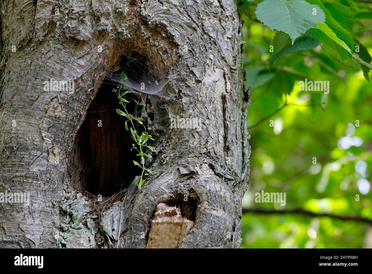 Bird Nest In Tree Hole