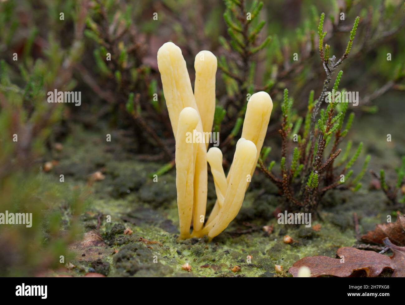 Pale yellow club-formed fruiting body of the Moor club fungus on heath Stock Photo