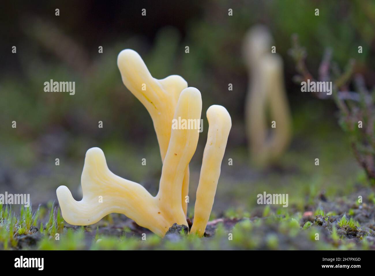 Pale yellow club-formed fruiting body of the Moor club fungus on heath Stock Photo