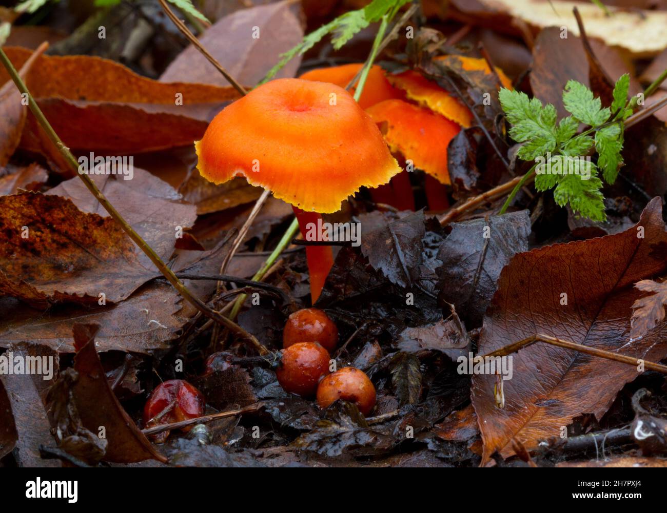 Bright orange-red small Vermiljon waxcap between fallen leaves and ferns, in the foreground some egg sacks, immature mushrooms Stock Photo
