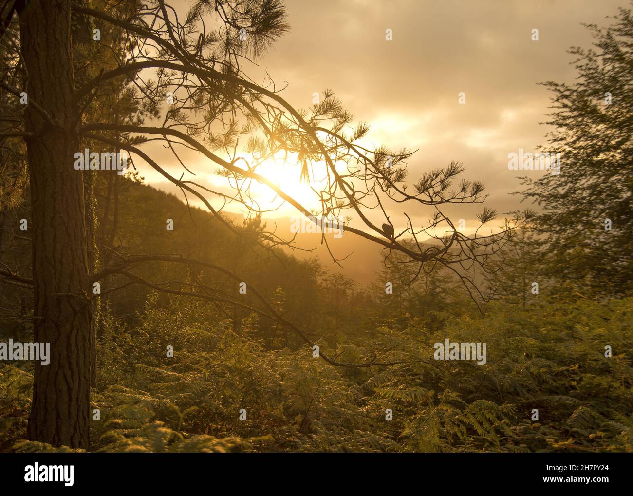 Beautiful scene of the golden sunset sky through the pine branches ...