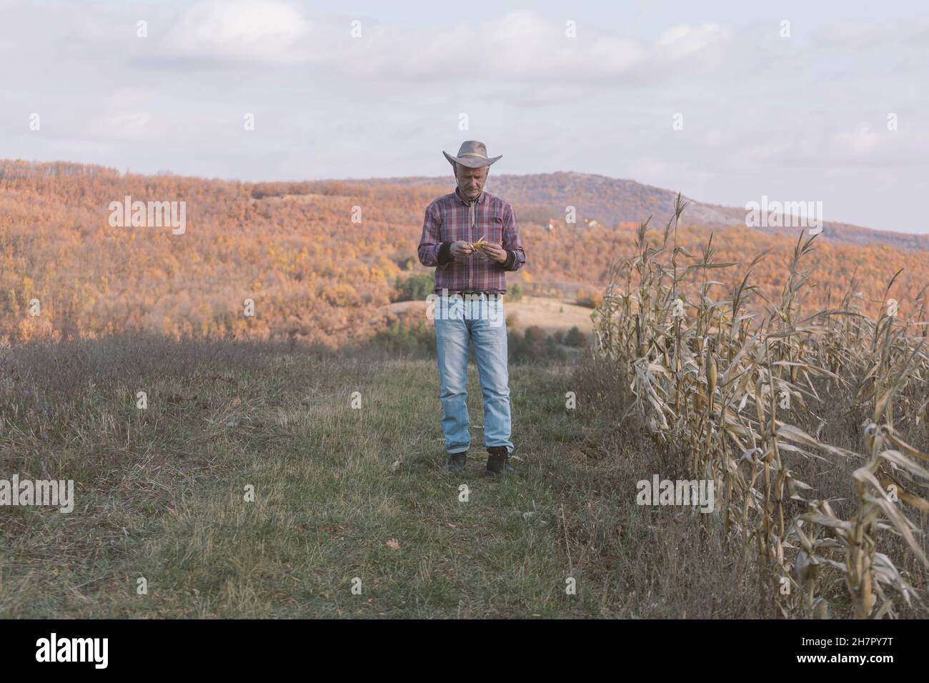 Adult farmer looking at rotten, dead corn crop plants at his plantation due to environmental damage. Stock Photo