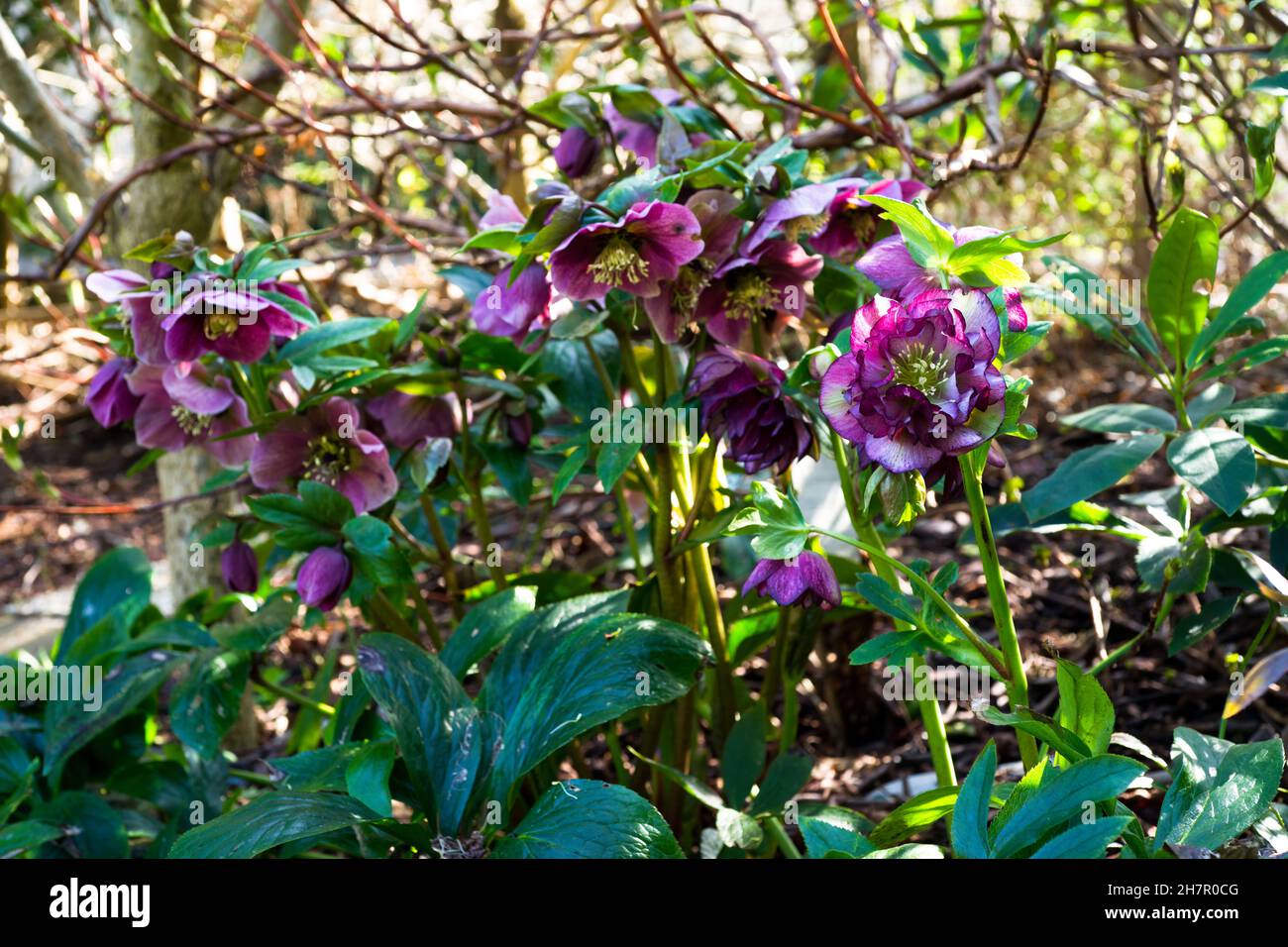 Hybrid hellebore (HELLEBORUS HYBRIDUS) purple and pink color in a undergrowth. Stock Photo