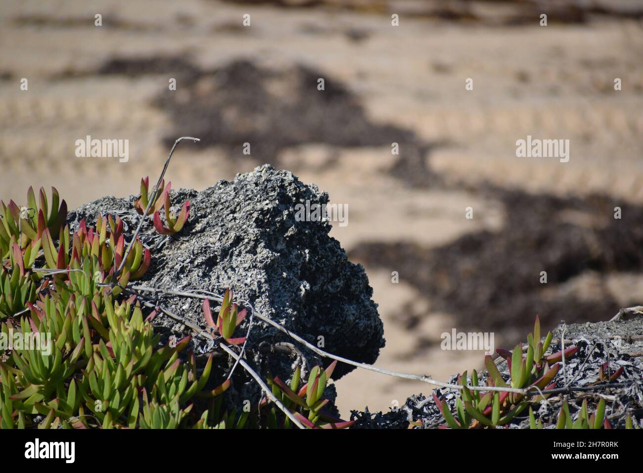 A jagged coquina with succulents. Stock Photo