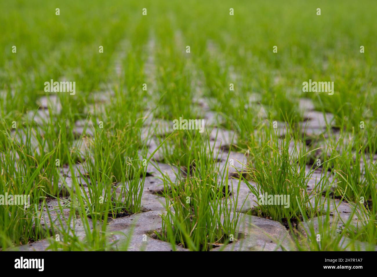Green grass grows on lawn hi-res stock photography and images - Alamy