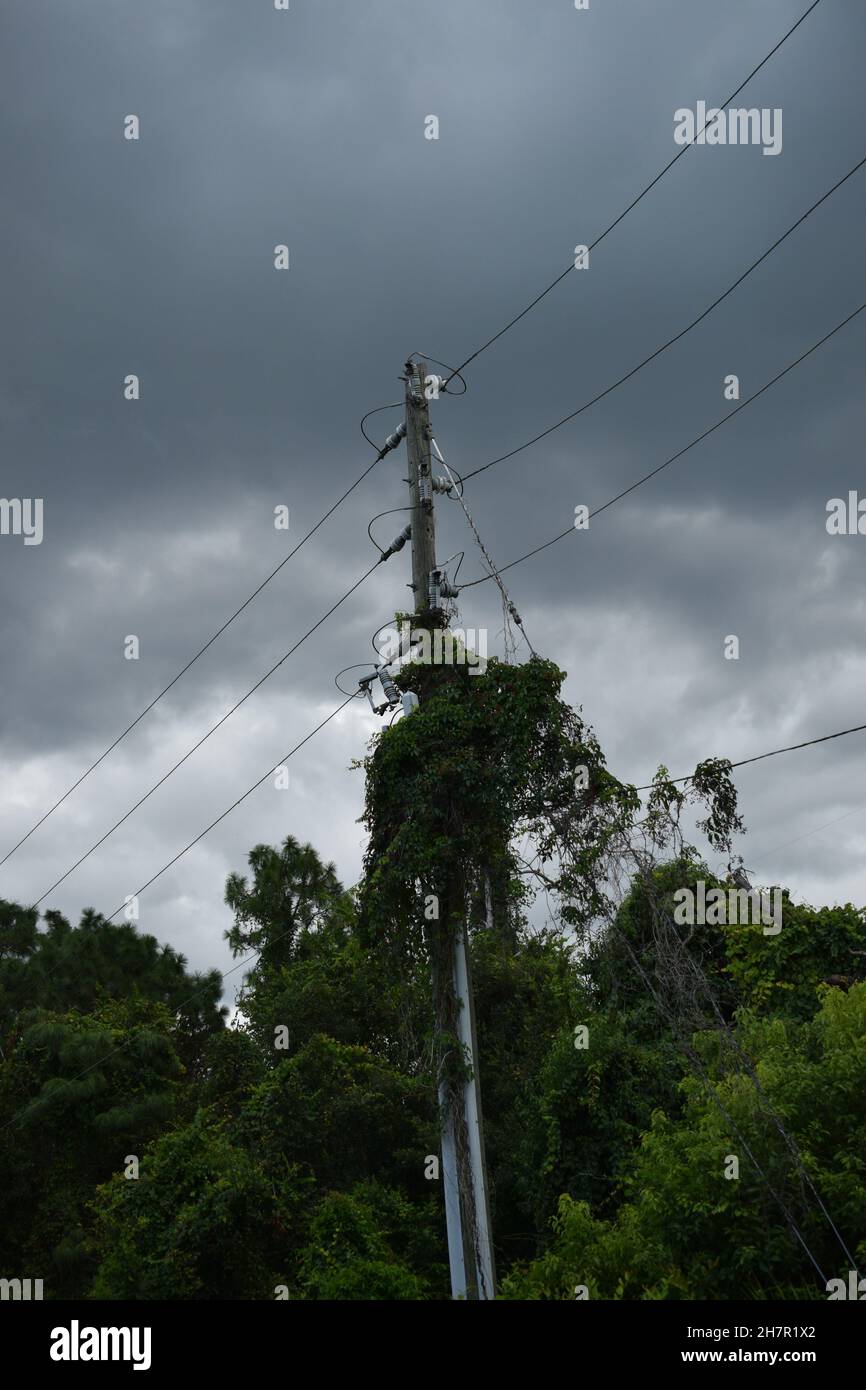 Plants have overtaken an electric power pole in Florida. Stock Photo