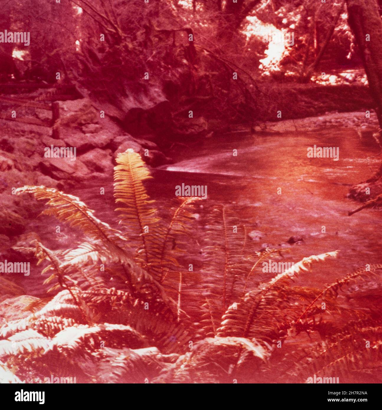 California redwoods 1970 hires stock photography and images Alamy