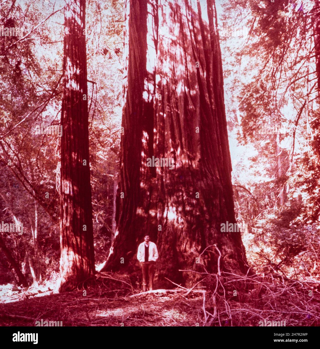 REDWOOD, CALIFORNIA MAY 1970 Largest redwood tree in 70's Stock Photo