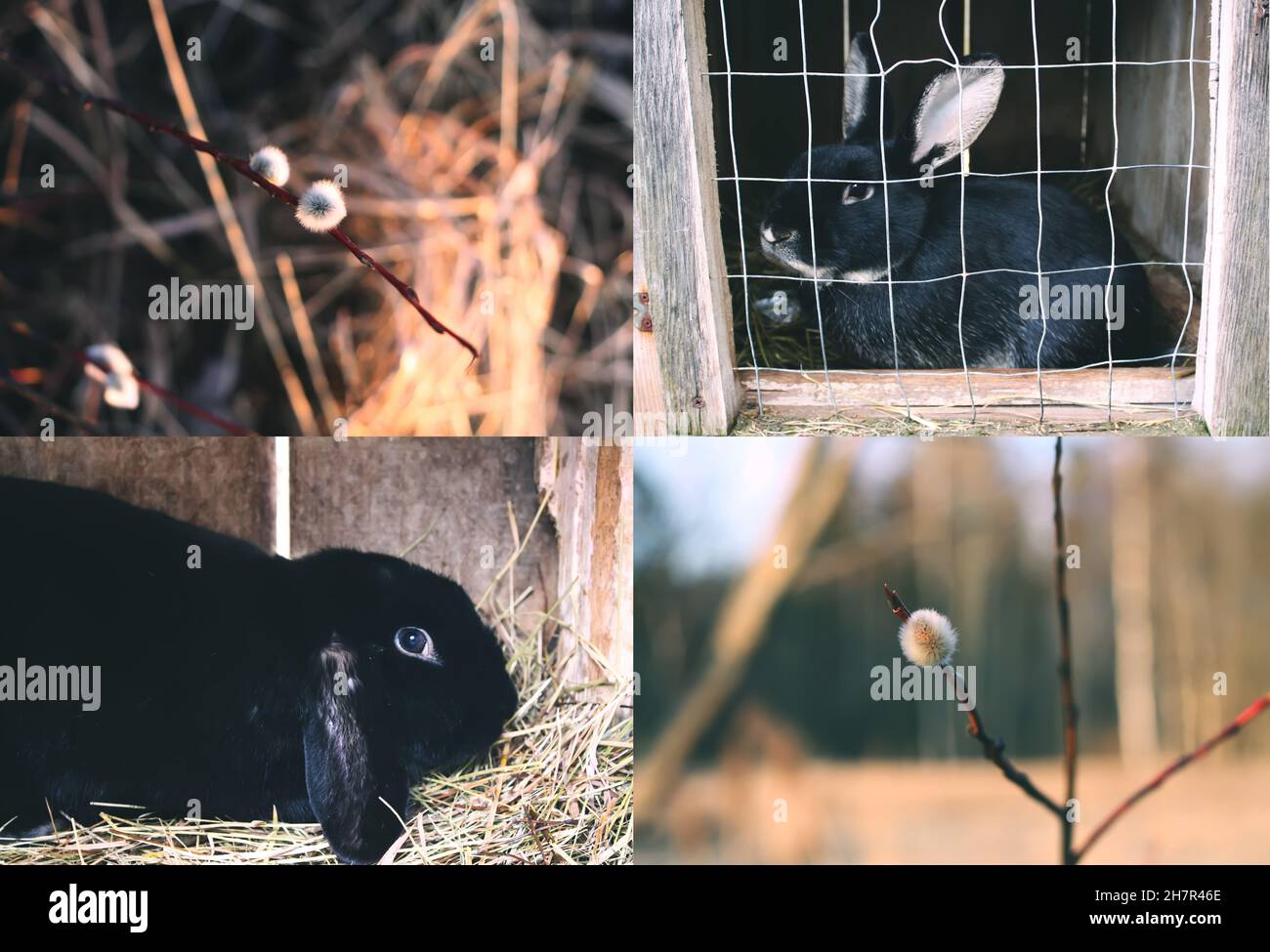 Spring collage with black rabbits and pussy willow branches Stock Photo Alamy