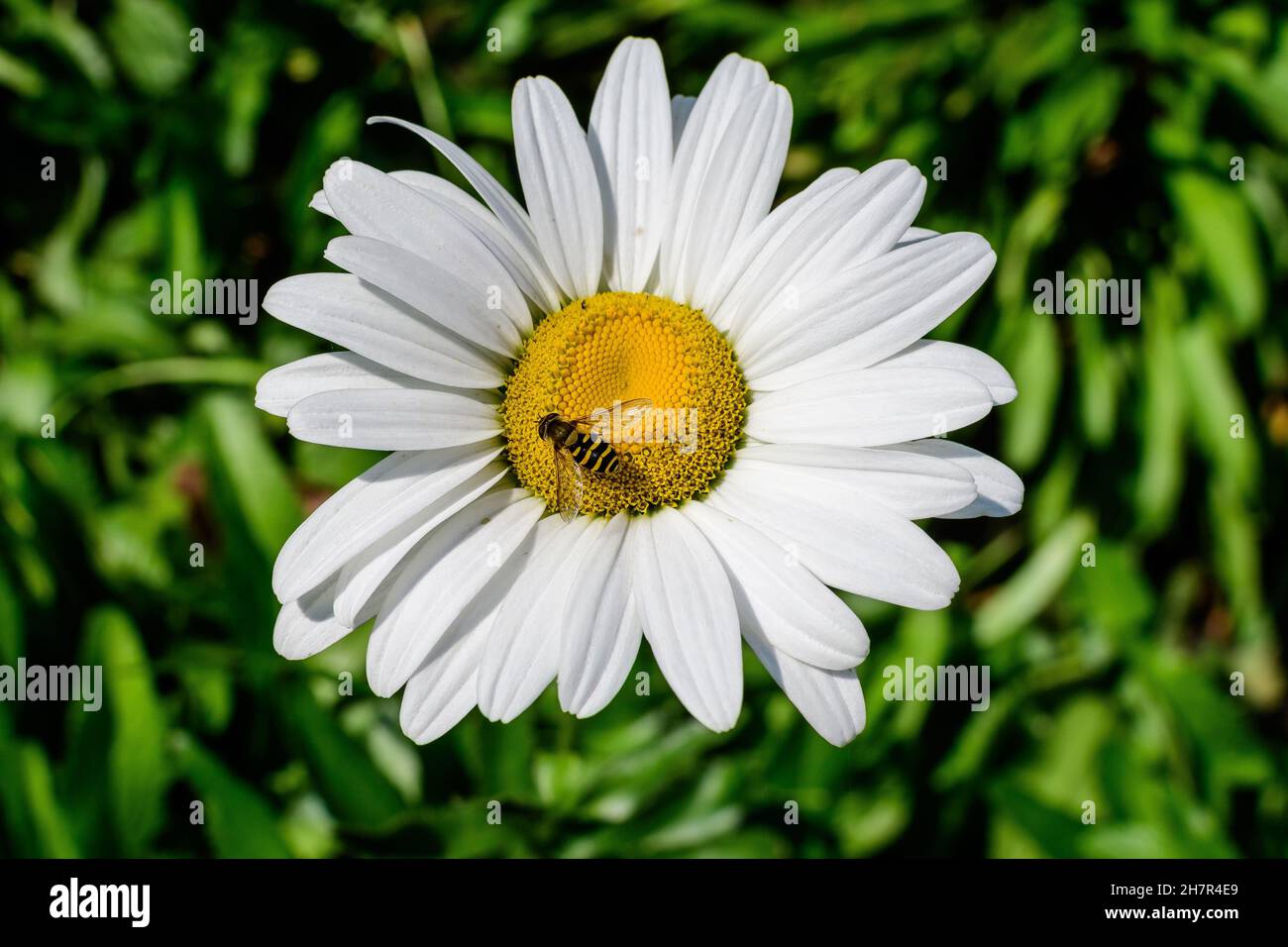 Close up of one large white Leucanthemum vulgare flower known as ox ...