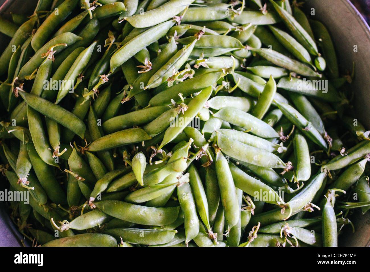 Few green french beans hi-res stock photography and images - Alamy