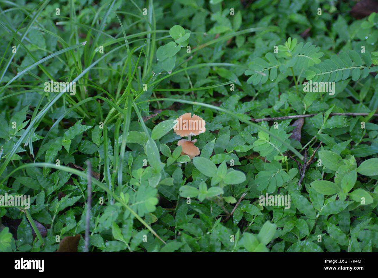 Wild mushrooms appear along the hiking trail. Stock Photo